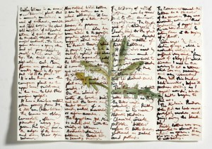 RADOK Prickly Lettuce