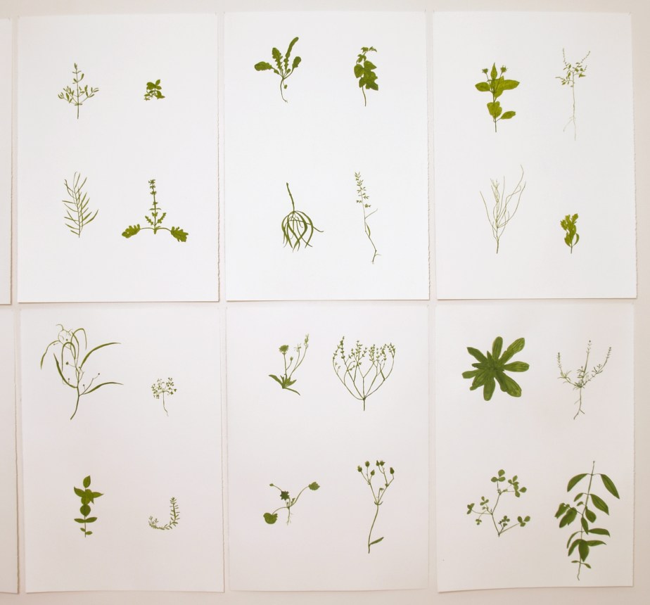 Weeds of the&nbsp;wasteplaces